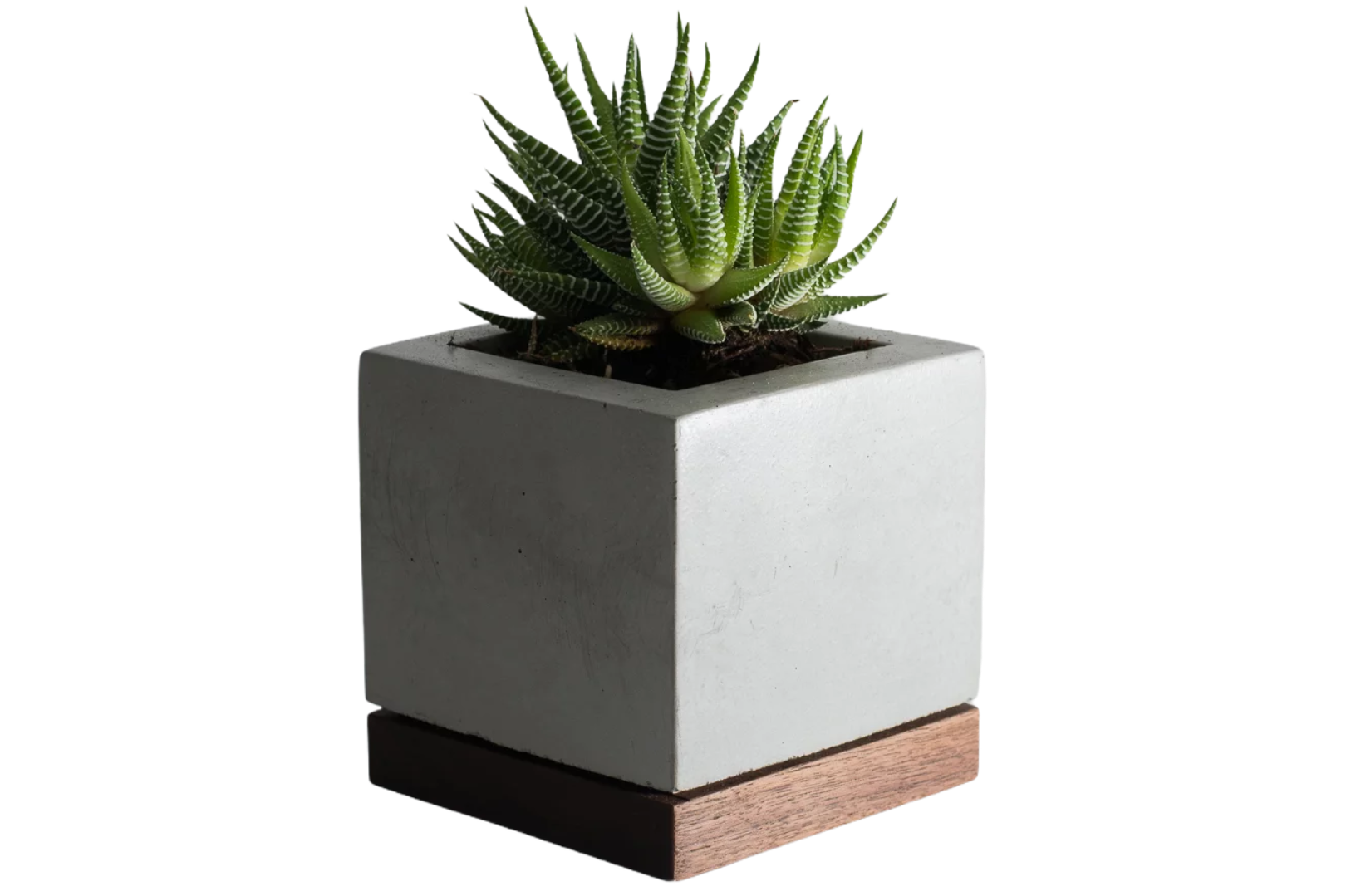 SUCCULENT PLANTER - L.E. &amp; Chalk