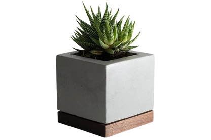 SUCCULENT PLANTER - L.E. &amp; Chalk