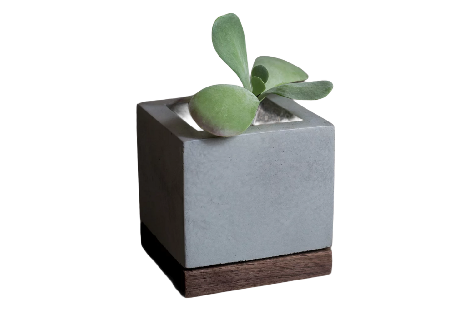 SUCCULENT PLANTER - L.E. &amp; Chalk