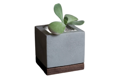 SUCCULENT PLANTER - L.E. &amp; Chalk